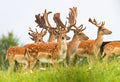 Why do we need to control the UK deer population in 2024 and beyond?