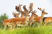 Why do we need to control the UK deer population in 2024 and beyond?
